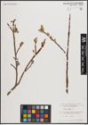 Foto von Salix caprea L.